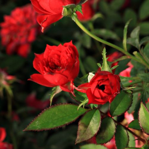 Rosa Detroit™ - vörös - Apróvirágú - magastörzsű rózsafa- kompakt koronaforma